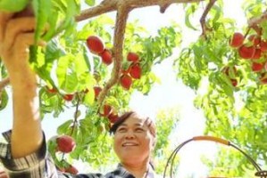 九仙桃成熟季节详解（一年四季品尝不同的美味，桃乐无穷）