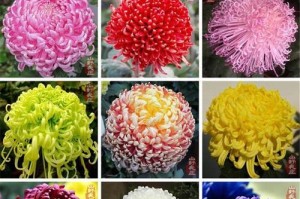 揭秘菊花种子的获得之道（掌握菊花种子采摘、储存、繁殖的技巧）