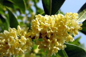 揭秘！桂花树开花有毒真相（毒性大？还是误传？）
