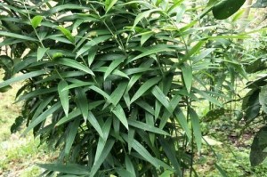 探秘黄精——一种具有医疗和经济价值的几年生植物（黄精的分类、特性、生长环境和应用）