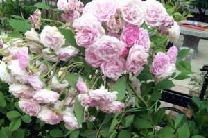 粉团蔷薇的花期及开花次数（粉团蔷薇的开花特征及养护技巧）
