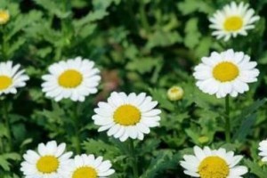 白晶菊的养殖方法和注意事项（打造漂亮养护绿植——白晶菊）