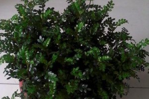 清香木的开花时间与特点（探秘清香木的开花规律及花朵特性，了解其生长环境与栽培技巧）