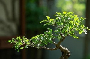如何科学养护榆树（掌握关键技巧，让榆树茁壮成长）