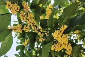 了解桂花的开花周期（探寻桂花开花的奥秘）