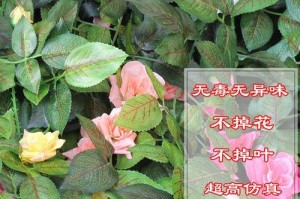 树叶花的治疗方法及注意事项（了解树叶花的症状和栽培技巧，做好植物保健工作）