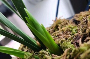 四季兰分株方法（轻松掌握四季兰分株技巧，让花坛更加绚丽多彩）