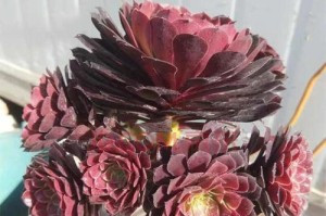 法师美杜莎土系配装攻略（打造土系法师神装，提升输出能力）