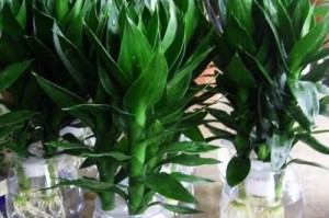 荷花竹的水培养殖方法（以水为土，让荷花竹在家中生长茁壮）