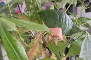 如何处理厚脸皮掉叶子问题？（掌握这些技巧，让你的植物健康成长）