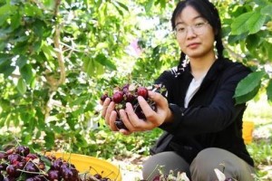 河南樱桃成熟季节剖析（探寻河南樱桃成熟的时间、地点和品种）