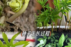 人参种植时间与生长周期的掌握（人参生长周期的分析与栽培技巧，夏季种植注意事项）