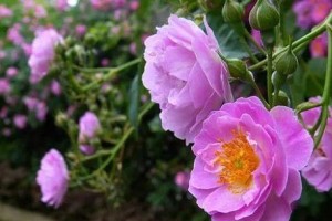 蔷薇怎么养才能开花？（一步步教你打造美丽的蔷薇花园）
