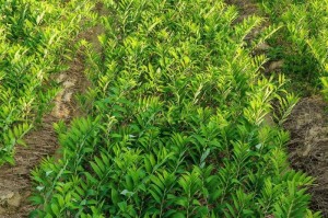 芦笋种植的最佳时间（掌握芦笋的生长规律，选对最佳种植时间）