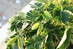 如何种植含羞草种子（步骤、注意事项和细节）