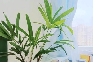 如何正确换土以保证棕竹的生长？（掌握换土技巧，让棕竹健康茁壮成长）