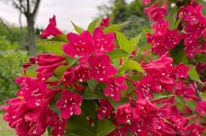 红王子锦带开花特点详解（一年开几次花？花期有多长？）