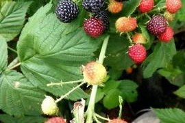 树莓盆栽，打造家中美丽园林（家居绿植新选择，让树莓在盆中开花结果）