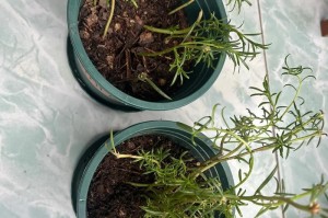 家庭种植向日葵施肥技巧（打造健康向日葵园，掌握正确施肥关键）