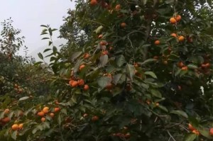 探究柿子的生长习性特点和生长环境条件（了解柿子的生态环境及生长要求）