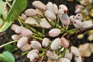 开心果种植指南（适合地区、栽培要点及收获方法）