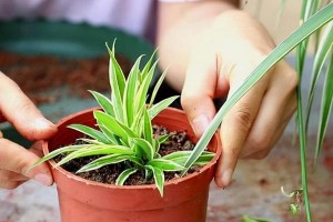 吊兰的修剪方法（如何剪枝让吊兰更健康？）