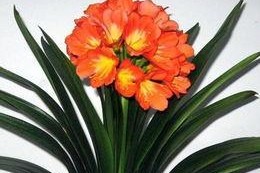 如何管理君子兰的花期（要点与技巧）