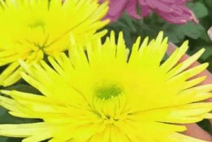 花草枯萎的解决方法（从营养、浇水到环境，教你拯救植物的生命）
