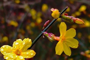 欣赏迎客花卉的魅力（盛装迎宾——迎客花卉的种类与特点）