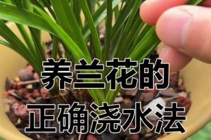 阳台兰花的正确浇水方法（以阳台上怎么给兰花浇水为主题的实用指南）