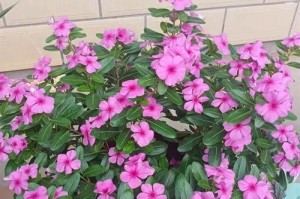 长春花土配制方法（打造适合长春花生长的土壤，让它们茁壮成长）