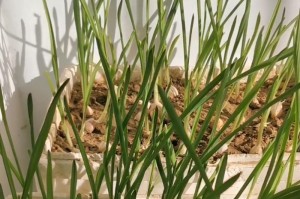 盆栽蒜苗的种植方法（如何在家中种植出健康美味的蒜苗）
