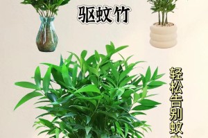 如何养护节节竹（打造绿意盎然的家居空间）
