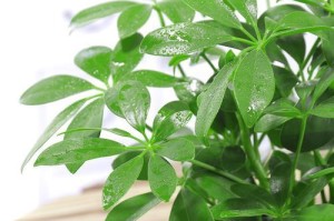 八方来财水养技巧（掌握一招，轻松水养八方来财）