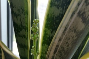 探秘虎皮剑的开花奇观（虎皮剑开花是怎样的一种奇观？）