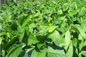 杜仲种子种植方法与技巧（从选种到管理全面解析）