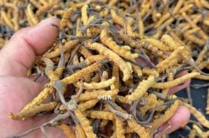 虫草的根茎能吃吗？探究虫草根茎的食用价值