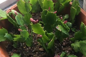蟹子莲不开花的原因与解决方法（怎样促进蟹子莲开花？——了解蟹子莲的生长环境和需求）