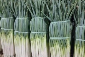 大葱亩产量多少斤？详细解析与高产技巧（探究大葱种植的秘密与技术，助力提高亩产量）