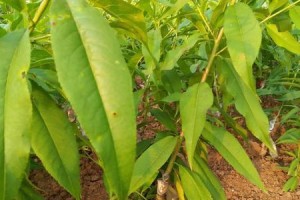 如何种植健康的桃树？（掌握桃子种子的正确播种方法）