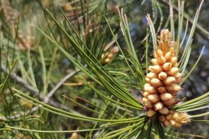 松树的开花时间及特点（了解松树开花的奥秘，细节决定成败）