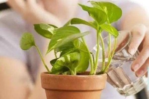 糖水不能浇花？解密糖水浇花真相（用糖水浇花有利有弊，）