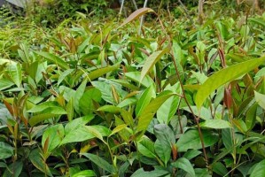 家庭种植苹果树，实现自给自足（小小果树，大大收获；从家里开始，创造绿色生活）