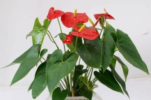 让红掌点缀办公室生活（美化环境，提高效率，红掌植物）