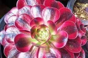 法师美杜莎的土系配搭——将土系发挥至极致