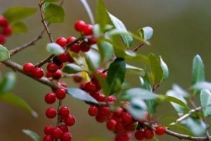 如何让火棘长得更健康？（如何让火棘长得更健康？）