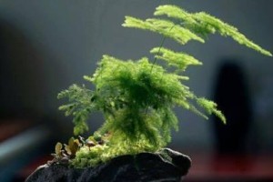 文竹浇啤酒，神奇还是误传？（正确的浇水方法和啤酒用量，细节决定一切）