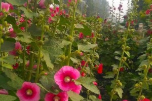 蜀葵开花次数之谜（探究蜀葵花期与环境因素的关系）