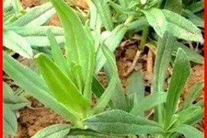 面条菜的种类与文化背景（了解各地面条菜品，畅游美食文化之旅）