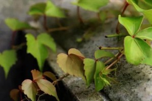 家里种爬山虎，让室内增添自然气息（爬山虎种植技巧与注意事项）